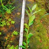龍井43茶苗 基地批發良種茶苗 龍井43 茶苗 龍井綠茶 無病蟲害地栽苗