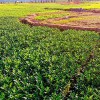 龍井43 龍井茶苗 龍井綠茶 基地直銷
