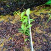 黃茶苗 黃金葉茶苗 安吉茶苗 優質茶苗 百川茶苗