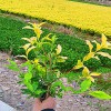中黃1號茶苗 黃茶苗 量大從優 品綠茶苗 新品種茶苗
