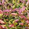 紫娟茶苗 茶苗 紅茶 量大從優 種植基地直發
