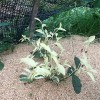 新安四號 新安4號 奶白茶 全國茶苗批發 茶苗基地直銷 量大從優 百川茶苗