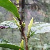 烏牛白 奶白茶 全國茶苗批發 茶苗基地直銷 量大從優 百川茶苗