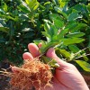 福鼎茶苗 大白茶葉苗 福鼎大毫 安吉白茶 白茶種植 產地直銷