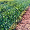 福鼎大白 優選茶苗 優質茶種 茶苗批發 中茶108 基地種植直發