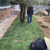 山東煙臺芝罘區 馬尼拉草坪 用于園林綠化 庭院綠化 草皮采購價格