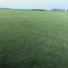 河南許昌禹州 馬尼拉草坪 吸收大量的熱輻射 百慕大草皮采購