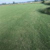 湖北黃岡浠水 草坪 吸收大量的熱輻射 百慕大草皮采購