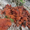 紅色火山石