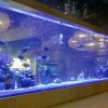 龍魚缸定制-生態魚缸廠家