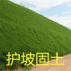 安徽草坪百慕大 自產(chǎn)自銷 草坪種植銷售基地 綠化工程