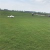 大量供應(yīng) 沙培百慕大 草坪草皮 基地直銷 沙培百慕大報價