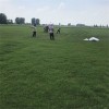 矮生百慕大 百慕大草皮 易成活 歡迎咨詢