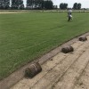 馬尼拉草皮 矮生百慕大草坪 批發(fā)價格 歡迎咨詢