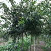 臺灣牡丹櫻庭院綠化樹櫻花嫁接櫻花樹臺灣牡丹櫻綠化工程