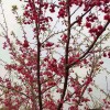 臺灣牡丹櫻、臺灣阿里山櫻等櫻花新品種銷售