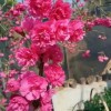 牡丹櫻花批發(fā) 中國紅櫻花地苗 臺灣牡丹櫻