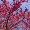 牡丹櫻花地栽苗 進(jìn)口櫻花 臺灣牡丹櫻大樹價格
