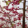 重瓣寒緋櫻 櫻花谷基地 牡丹櫻量大從優(yōu) 天佑家庭苗木