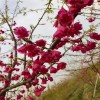 牡丹櫻花 櫻花種植 牡丹櫻質(zhì)優(yōu)價廉 天佑家庭苗木