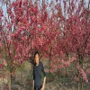 重瓣寒緋櫻 大紅櫻花 牡丹櫻長期出售 天佑家庭苗木