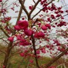 紅花早櫻 大紅櫻花 牡丹櫻量大從優(yōu) 天佑家庭苗木