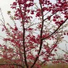 紅花櫻花 中國紅櫻花地苗 牡丹櫻量大從優(yōu) 天佑家庭苗木