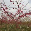 紅花櫻花 臺灣牡丹櫻 牡丹櫻規(guī)格齊全 天佑家庭苗木