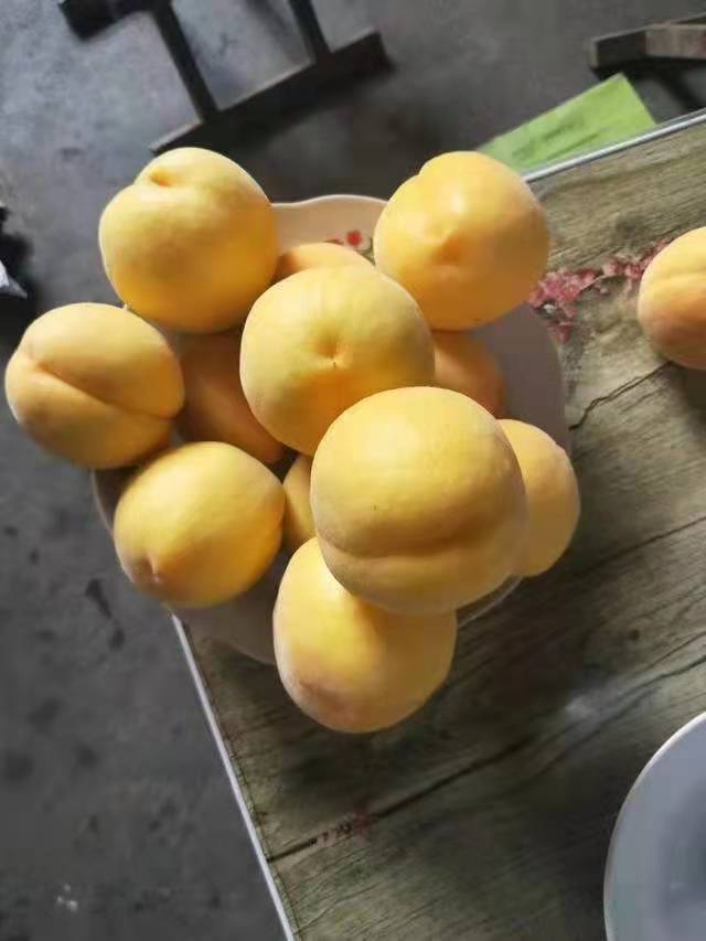 金燦黃桃苗