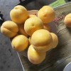 金燦黃桃苗