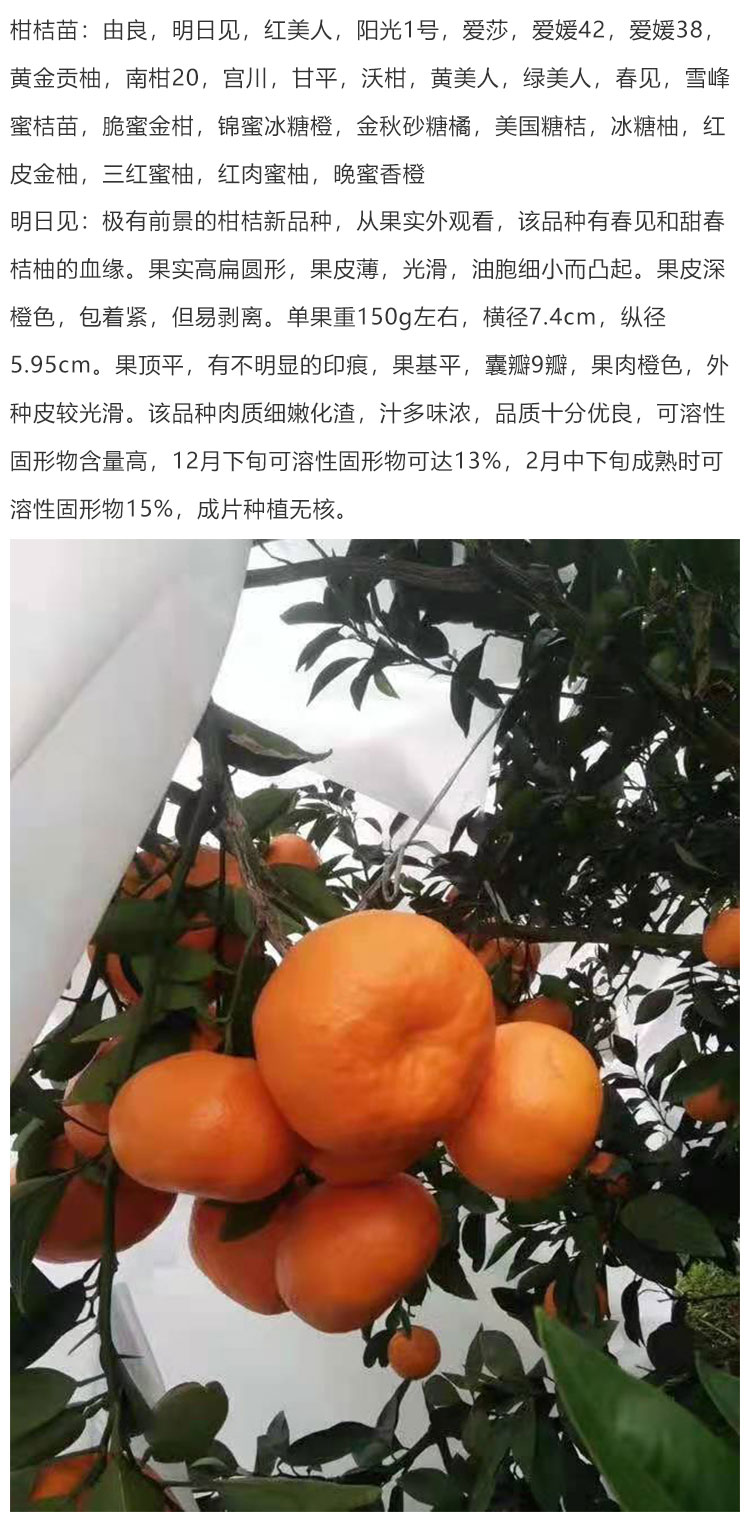 明日見柑桔苗
