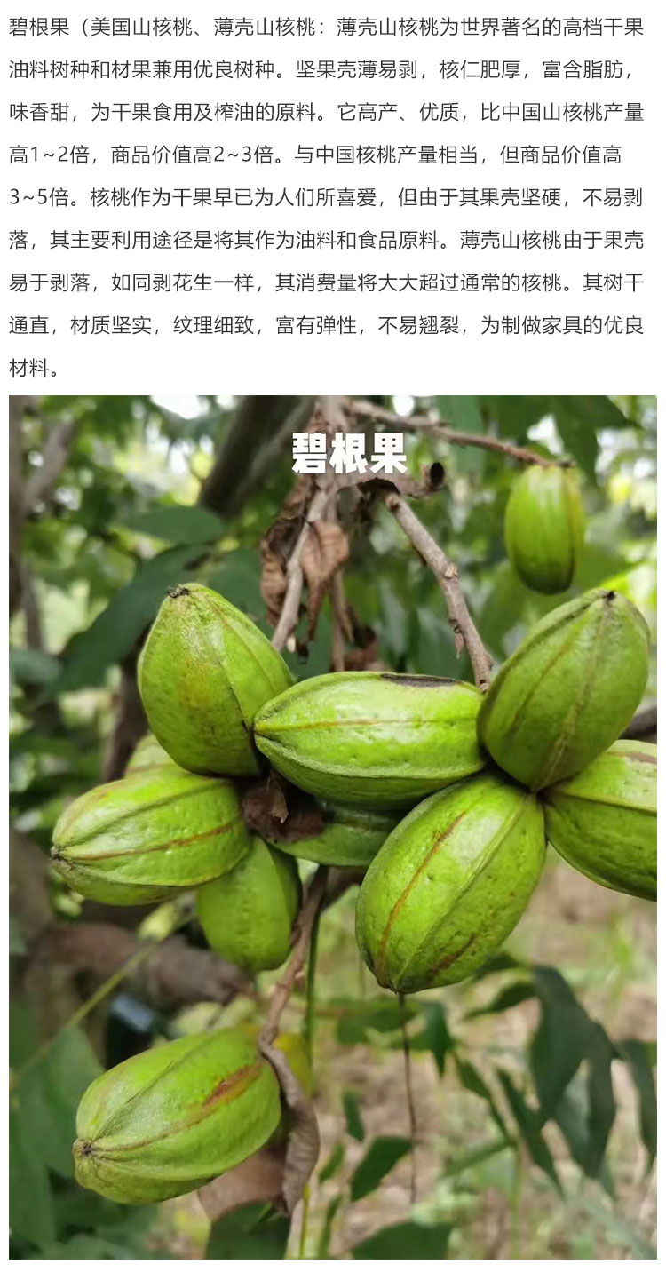 碧根果（美國山核桃、薄殼山核桃苗）