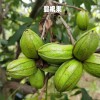 碧根果（美國山核桃、薄殼山核桃苗）