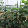 蔬菜爬藤網